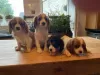 Photo №1. cavalier king charles spaniel - for sale in the city of Дрезден | 370$ | Announcement № 41583