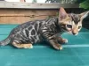 Photo №1. bengal cat - for sale in the city of London Colney | 317$ | Announcement № 109208