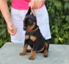 Additional photos: German Pinscher Puppies