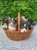 Photo №1. welsh corgi - for sale in the city of Houston | 500$ | Announcement № 37540