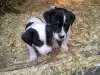 Photo №1. jack russell terrier - for sale in the city of Манчестер | 370$ | Announcement № 13483