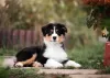 Photo №3. Australian Shepherd (Aussie) puppies. Russian Federation