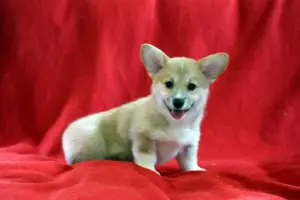 Photo №4. I will sell welsh corgi in the city of Podolsk.  - price - 970$