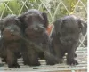 Additional photos: Miniature Schnauzer puppies with excellent pedigree