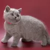 Photo №2 to announcement № 129825 for the sale of british shorthair - buy in Belgium 