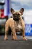 Photo №1. french bulldog - for sale in the city of Tolyatti | 500$ | Announcement № 129034