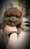 Additional photos: Pomeranian Spitz, puppies. Mini bears