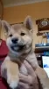 Photo №2 to announcement № 98243 for the sale of shiba inu - buy in Germany private announcement