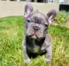 Photo №1. french bulldog - for sale in the city of Buffalo | 500$ | Announcement № 128152