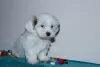 Additional photos: Havanese puppies