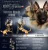 Photo №1. belgian shepherd - for sale in the city of Balashikha | 475$ | Announcement № 8575