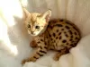 Photo №1. savannah cat - for sale in the city of Jenalöbnitz | 471$ | Announcement № 130252