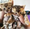 Photo №2 to announcement № 71728 for the sale of toyger - buy in Australia private announcement, breeder