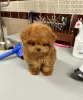 Photo №2 to announcement № 43998 for the sale of poodle (royal), poodle (toy) - buy in Germany breeder