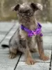 Photo №3. Brussels Griffon male puppies for sale. Serbia