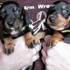 Photo №2 to announcement № 20055 for the sale of dachshund - buy in Belarus private announcement