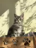 Photo №1. maine coon - for sale in the city of Kaluga | 521$ | Announcement № 39197