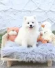 Photo №4. I will sell samoyed dog in the city of Гамбург. private announcement, from nursery, from the shelter - price - 528$