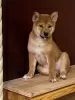 Additional photos: SHIBA INU PUPPIES