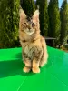 Photo №4. I will sell maine coon in the city of Saarbrücken. private announcement - price - 423$