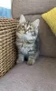 Photo №3. Siberian kittens. Germany