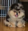 Photo №1. pomeranian - for sale in the city of Timișoara | negotiated | Announcement № 112142