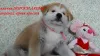 Additional photos: Akita Inu Puppies