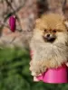 Additional photos: Pomeranian - beautiful puppies