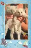 Photo №1. ragamuffin cat - for sale in the city of Tampere | Is free | Announcement № 128531