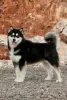 Additional photos: Alaskan Malamute puppies