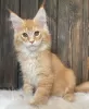 Photo №1. maine coon - for sale in the city of Даллас | negotiated | Announcement № 120191