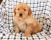 Photo №1. golden retriever - for sale in the city of St. Gallen | 188$ | Announcement № 129288