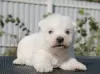 Additional photos: West Highland White Terrier puppies girls