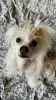 Photo №1. chinese crested dog - for sale in the city of Москва | negotiated | Announcement № 95462