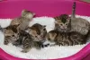 Photo №2 to announcement № 123460 for the sale of bengal cat - buy in Germany private announcement, breeder