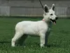 Additional photos: White Swiss Shepherd puppies