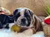 Additional photos: English bulldog babies