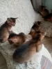 Additional photos: Abyssinian kittens