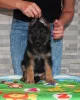 Photo №2 to announcement № 7896 for the sale of german shepherd - buy in Ukraine from nursery