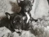 Photo №1. french bulldog - for sale in the city of Klaipėda | 550$ | Announcement № 124846