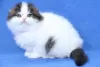 Photo №4. I will sell scottish fold in the city of Turku.  - price - 211$