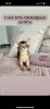 Photo №1. abyssinian cat - for sale in the city of Wrocław | negotiated | Announcement № 25001