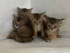 Additional photos: Abyssinian kittens