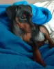 Photo №1. miniature pinscher - for sale in the city of Novosibirsk | 533$ | Announcement № 10146