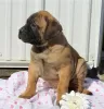 Photo №3. Magnificent Bullmastiff puppies set to go now. United States