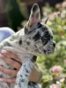 Additional photos: French Bulldog