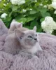 Photo №2 to announcement № 84179 for the sale of burmese cat - buy in Finland private announcement