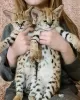 Photo №1. savannah cat - for sale in the city of Belaya | 687$ | Announcement № 117368