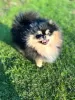 Additional photos: Beautiful Pomeranian x Chorkie Puppies