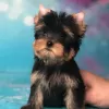 Additional photos: Here I have  beautiful Yorkshire Terrier puppies,  girls and boys, all very